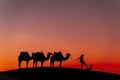 Silhouette Of Camels Against The Sun Rising In The Saraha Desert In Morocco Royalty Free Stock Photo