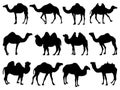 Set of Camels silhouette vector art