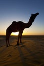 Silhouette of a Camels in the desert. Royalty Free Stock Photo