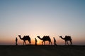 Silhouette camels in Thar desert Royalty Free Stock Photo