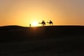 Silhouette of Camels walking in desert during sunset