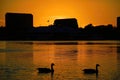 Silhouette of Canada Geese swimming in Lake during sunset Royalty Free Stock Photo