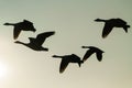 Silhouette of Canada Goose (Branta canadensis) in flight Royalty Free Stock Photo