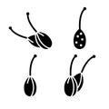 Silhouette Capers, berry of caper-bush. Set of outline icons. Spicy spice with stalk. Black illustration of aromatic seasoning for