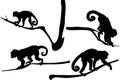 Silhouette of Capucin Monkeys Royalty Free Stock Photo