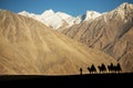 Silhouette of caravan travellers riding camels Nubra Valley Ladakh ,India Royalty Free Stock Photo