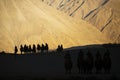 Silhouette of caravan travellers riding camels Nubra Valley Ladakh ,India Royalty Free Stock Photo