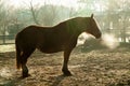 Silhouette of a carrage horse (Haflinger), standing in pen, surrounded in early morning light Royalty Free Stock Photo