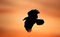 Silhouette of carrion crow in flight at sunset Royalty Free Stock Photo