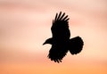Silhouette of carrion crow in flight at sunset Royalty Free Stock Photo