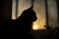 Silhouette of cat on background of window. Cat at home. Pet in morning Royalty Free Stock Photo