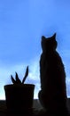 Silhouette of a cat looking out the window Royalty Free Stock Photo