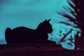 Silhouette of a cat lying near palm tree