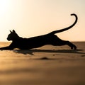 Silhouette of a cat stretching on a flat surface, possibly a beach, during sunset. The Royalty Free Stock Photo