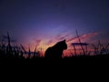 Silhouette of a cat on sunset background. Purple, pink, orange colours