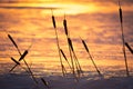 Silhouette of cat tails at sunset Royalty Free Stock Photo