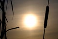 Silhouette of cattail in winter against the backdrop of the setting sun, the setting sun in winter Royalty Free Stock Photo