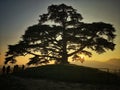 silhouette of the cedar of Lebanon Royalty Free Stock Photo