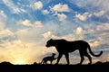 Silhouette of a cheetah and cubs