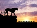 Silhouette of a cheetah hunt gazelles Royalty Free Stock Photo