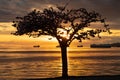 Silhouette of a cherry tree against sunset at English Bay Beach. City of Vancouver beautiful landscape, Canada. Royalty Free Stock Photo