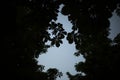 Silhouette of chestnut leaves. Plant in evening. Details of nature