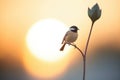 silhouette of chickadee against the sunrise with seeds