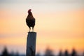 silhouette of chicken on fence post Royalty Free Stock Photo