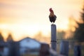 silhouette of chicken on fence post Royalty Free Stock Photo