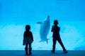 Silhouette children watching dolphin in aquarium Royalty Free Stock Photo