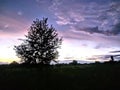 Silhouette of the choke berry tree at sunset Royalty Free Stock Photo