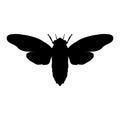 Silhouette cicada. Cicadidae. Sketch of cicada Royalty Free Stock Photo