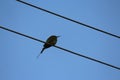 A silhouette of a cinnamon throated bee eater which perches on a cable. This bird has a beautiful long tail and a sharp beak