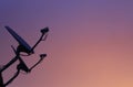 Silhouette of city house roof with antenna sky sunset background. Royalty Free Stock Photo