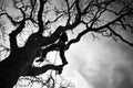 Silhouette of a Climber Ascending a Bare Tree Royalty Free Stock Photo