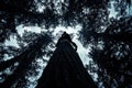 Silhouette of a Climber Ascending a Tall Tree in a Forest Royalty Free Stock Photo