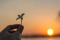 Silhouette close up woman hands holding flower in the park,Hope concept. Royalty Free Stock Photo