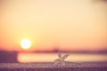 Silhouette close up woman hands holding flower in the park,Hope concept. Royalty Free Stock Photo