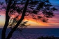 Silhouette of coastal needle tree against orange sunset at Indian Ocean in Shark Bay Western Australia Royalty Free Stock Photo