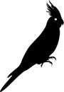 Silhouette of cockatiel