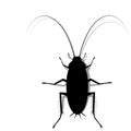 Silhouette cockroach on transparent background