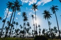 Silhouette of coconut grove on the sky with sun lens flare effects. Royalty Free Stock Photo