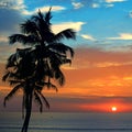 Silhouette coconut palm tree against backdrop magnificent sunset Royalty Free Stock Photo