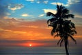 Silhouette coconut palm tree against backdrop magnificent sunset Royalty Free Stock Photo