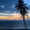 Silhouette coconut palm tree against backdrop magnificent sunset Royalty Free Stock Photo