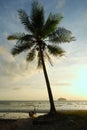 Silhouette coconut palm tree on the beach, Lipe Royalty Free Stock Photo