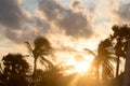 Silhouette coconut palm tree by dark back Lit skylight sun sunlight sunset. Dramatic atmospheric mood background. Dusk to night Royalty Free Stock Photo