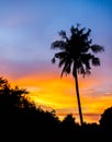 Silhouette Coconut Palm Tree Outdoors Concept on red blue sky sunset near the beach Royalty Free Stock Photo