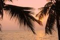 Silhouette coconut palm tree on sea and sunset sky background Royalty Free Stock Photo