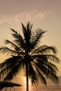 Silhouette coconut palm tree on sea and sunset sky background Royalty Free Stock Photo